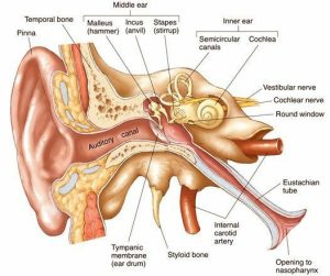 anatomi organ telinga