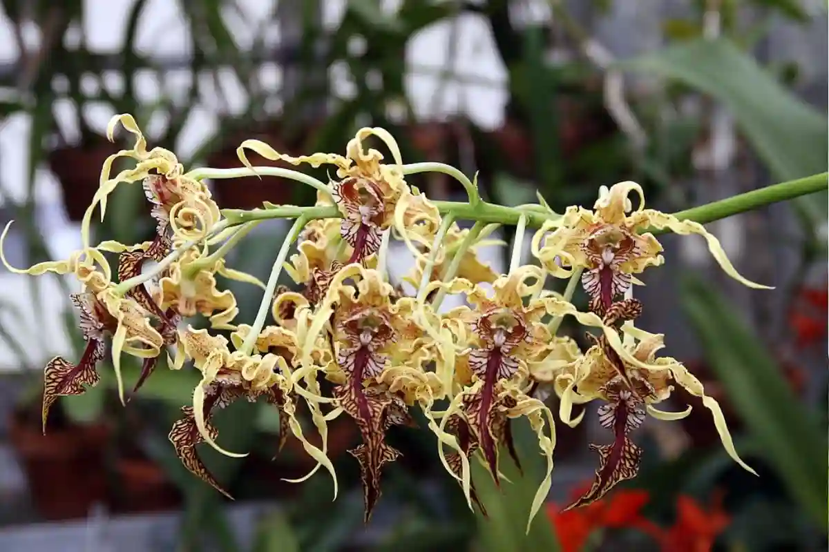 Dendrobium Spectabile alba