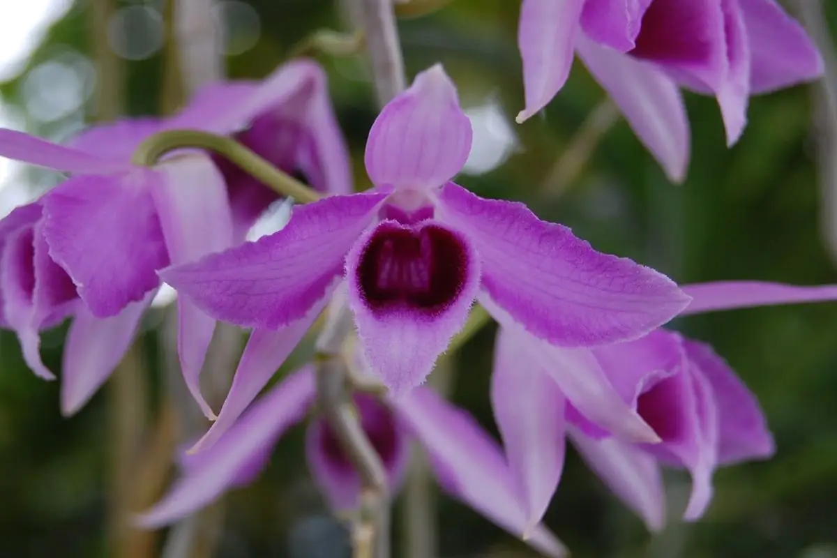 Dendrobium anosmum