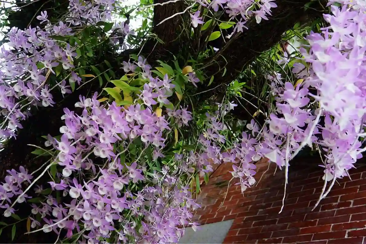 Dendrobium aphyllum