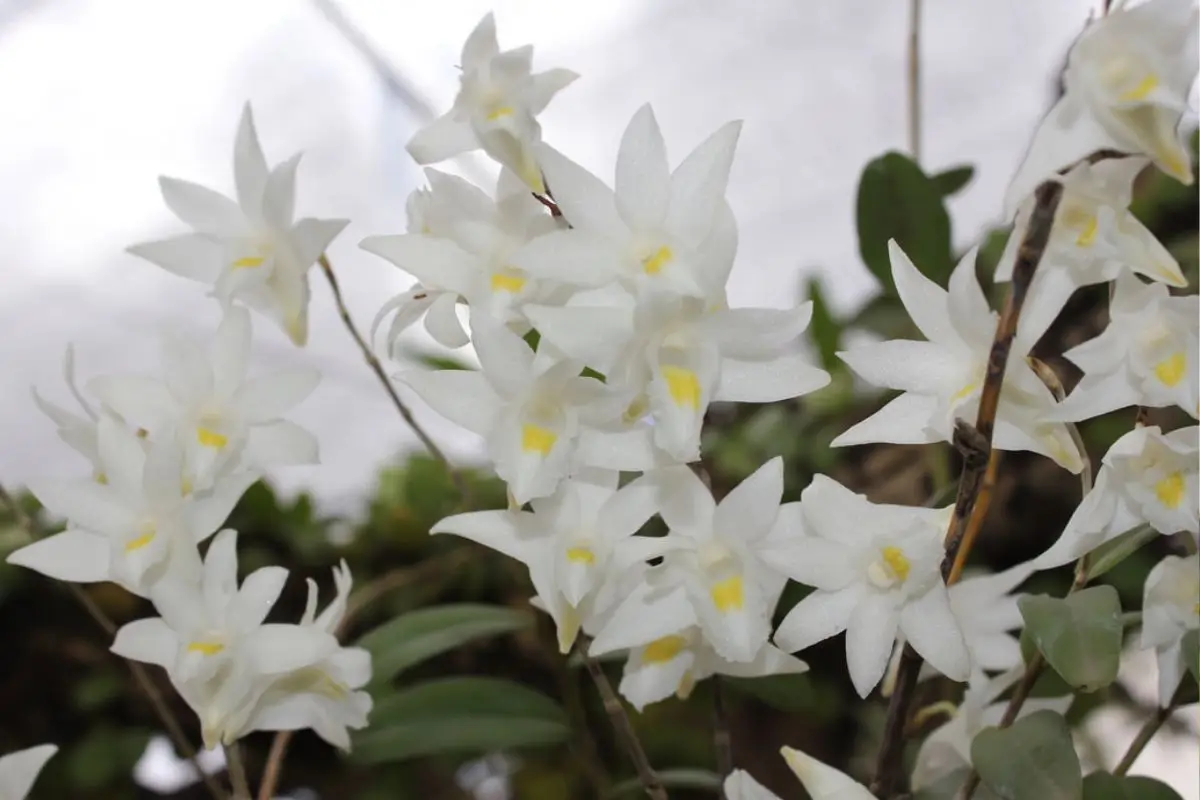 Dendrobium crumenatum