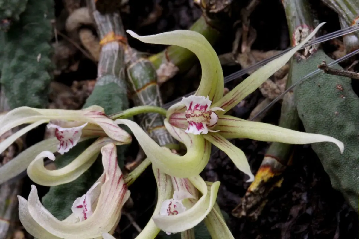 Dendrobium cucumerinum