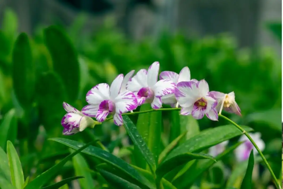 Dendrobium enobi