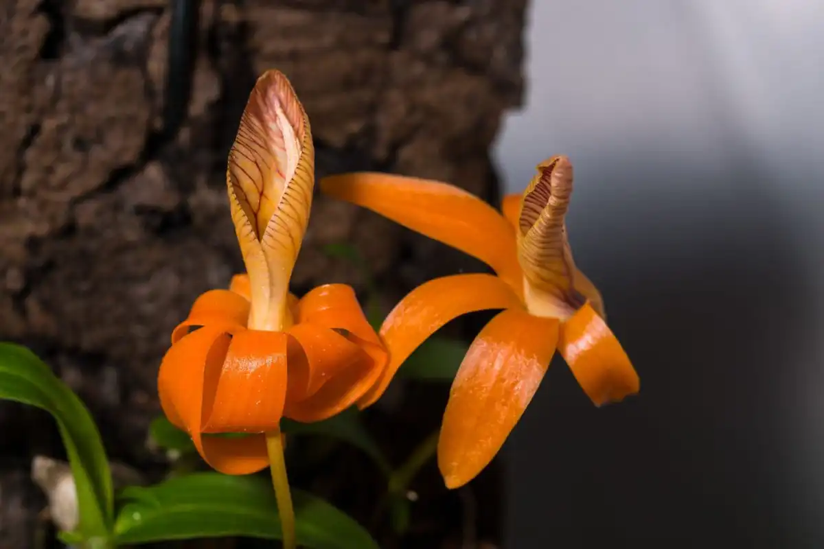 Dendrobium fimbriatum