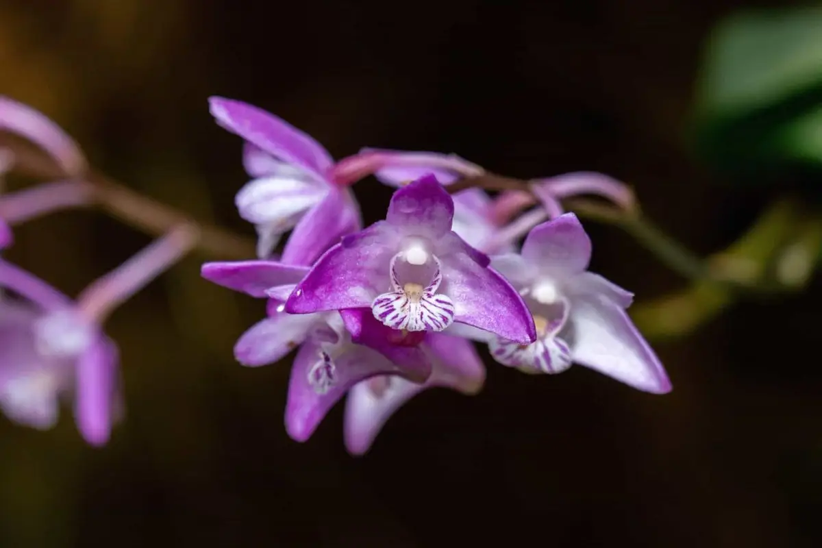 bunga anggrek dendrobium kingianum