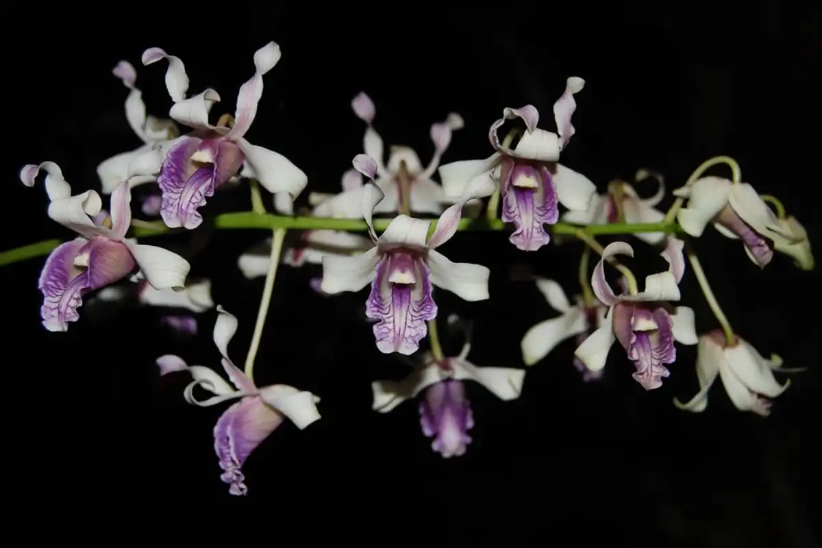 Dendrobium nindii