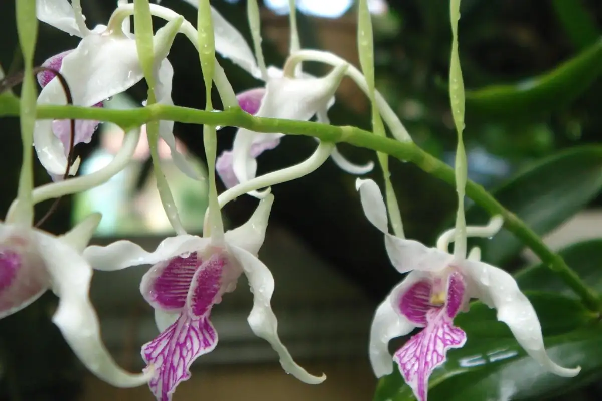 Dendrobium stratiotes