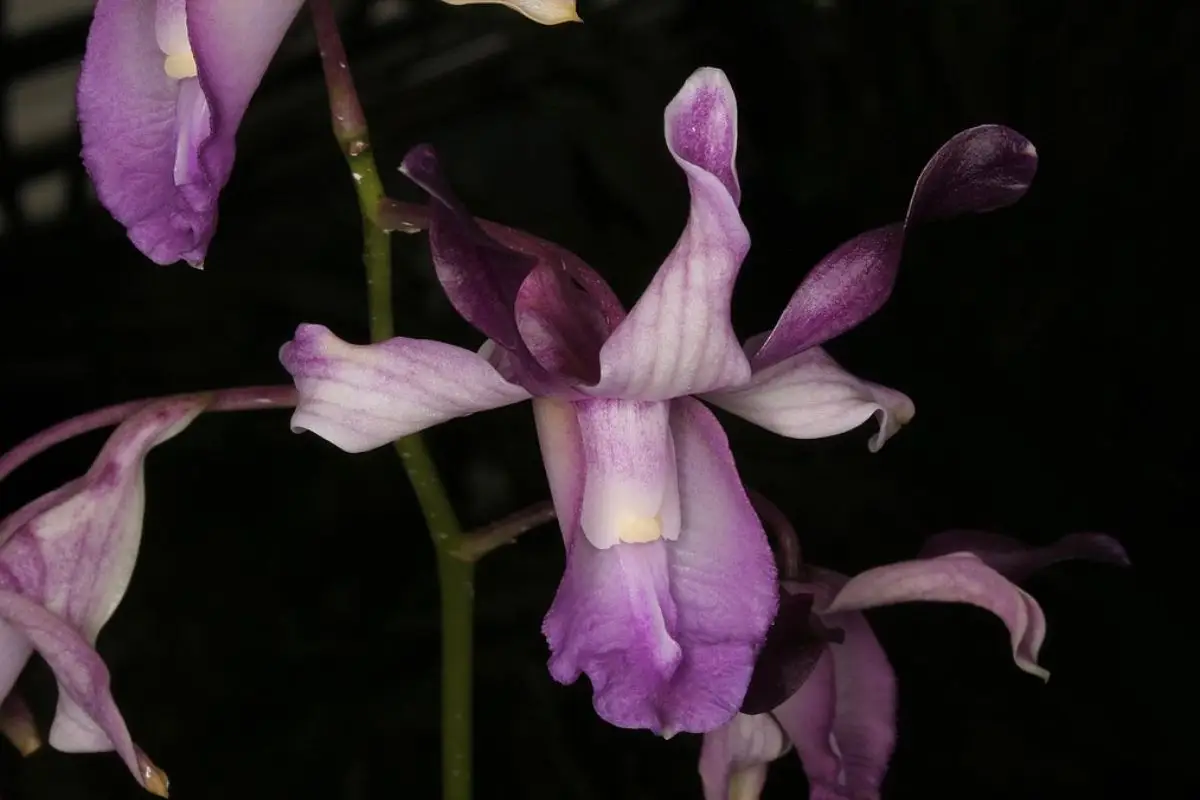 Dendrobium taurinum