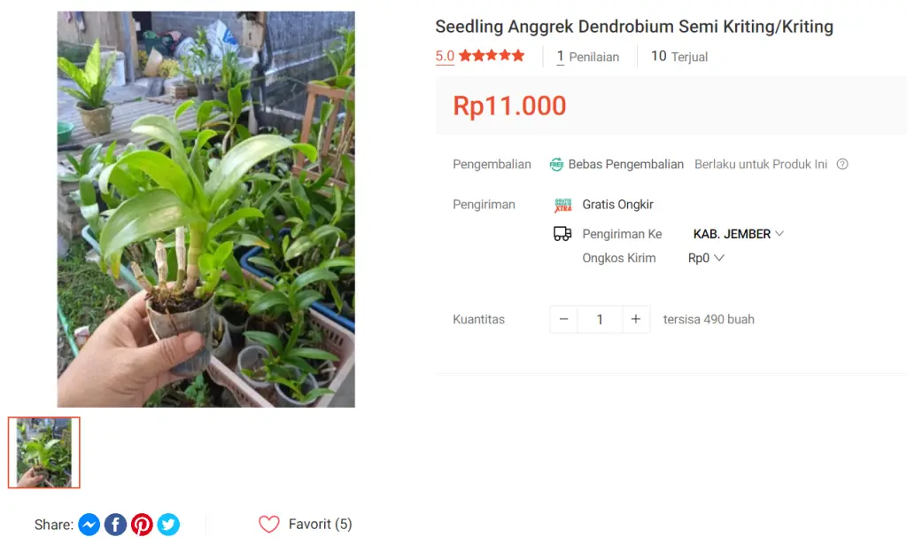 angphot store dendrobium
