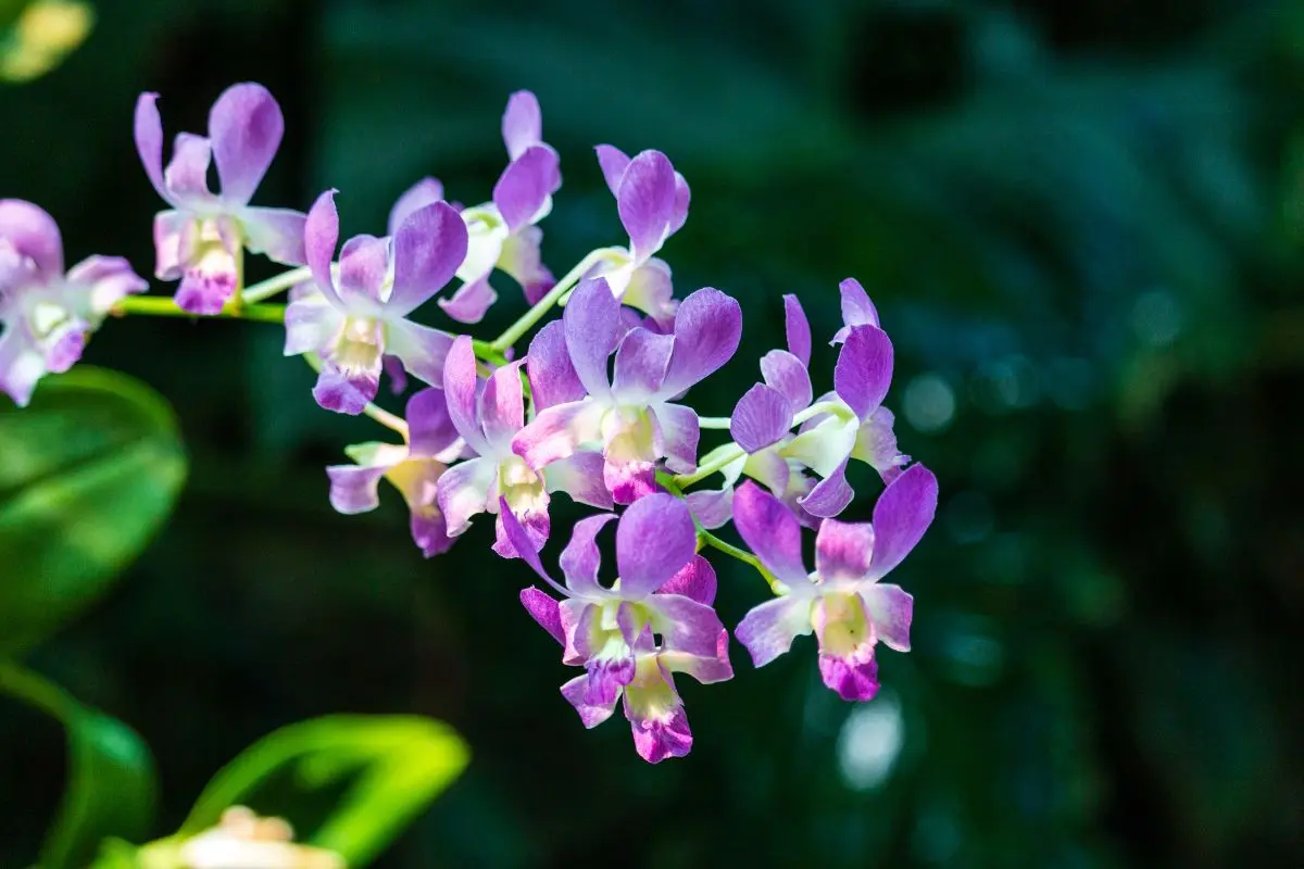 bunga anggrek dendrobium