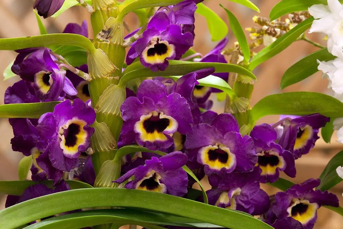 dendrobium hibrid