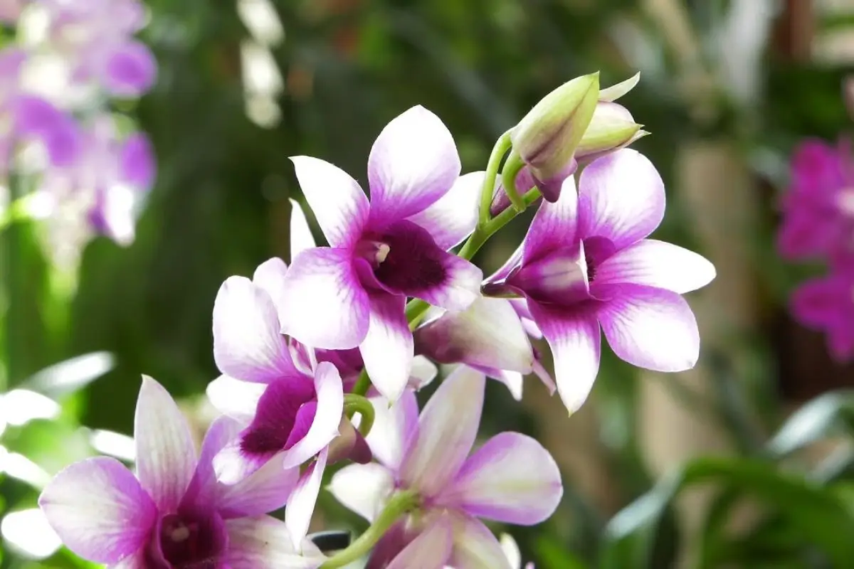Dendrobium Phalaenopsis