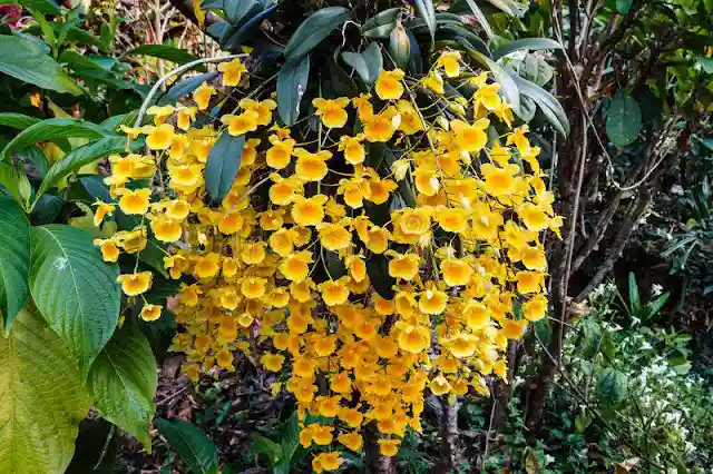 Dendrobium aggregatum