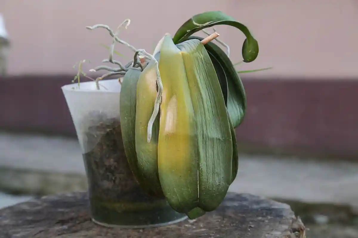 daun anggrek menguning