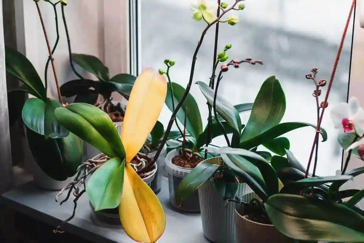 daun anggrek berubah kuning