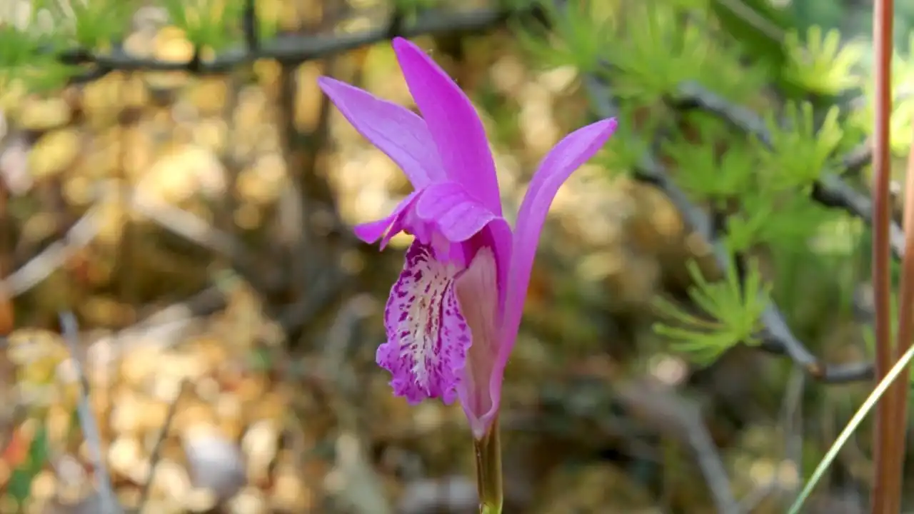 anggrek langka Arethusa bubosa