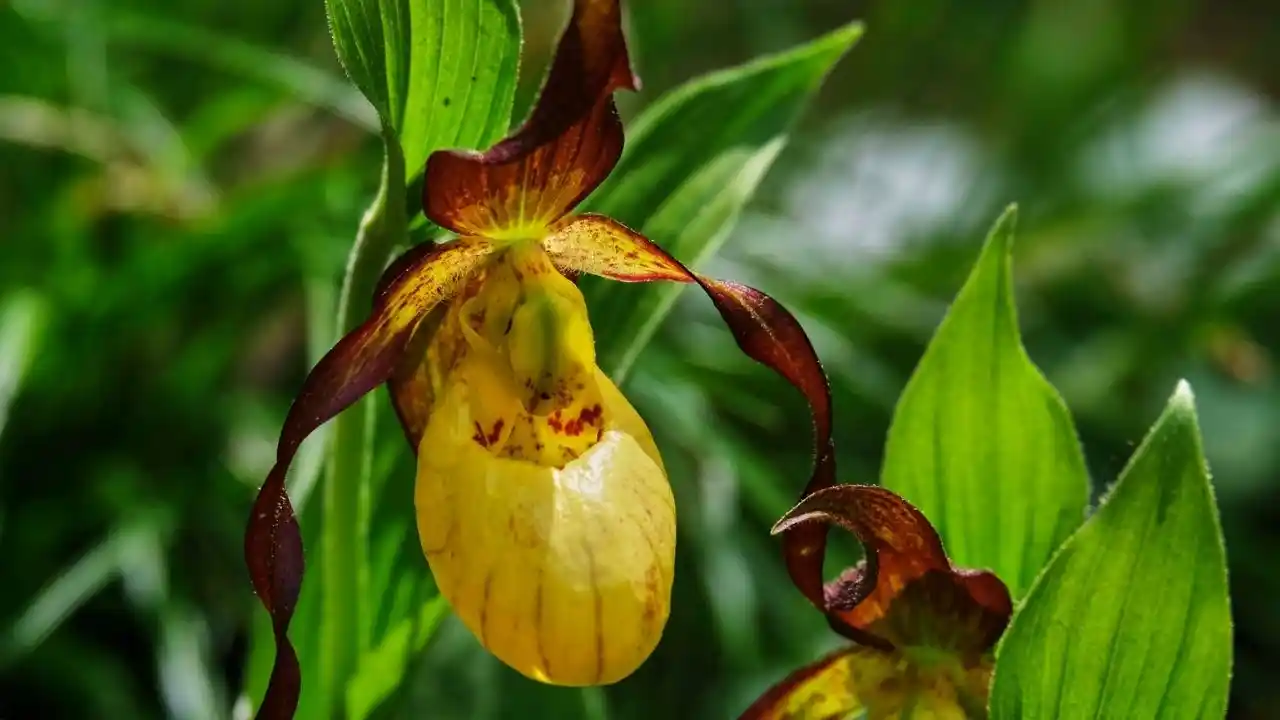 Cypripedium parviflorum