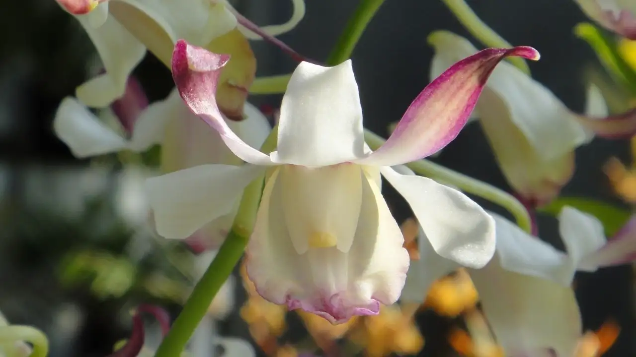 Dendrobium taurinum