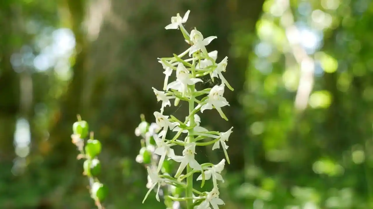 Cypripedium parviflorum