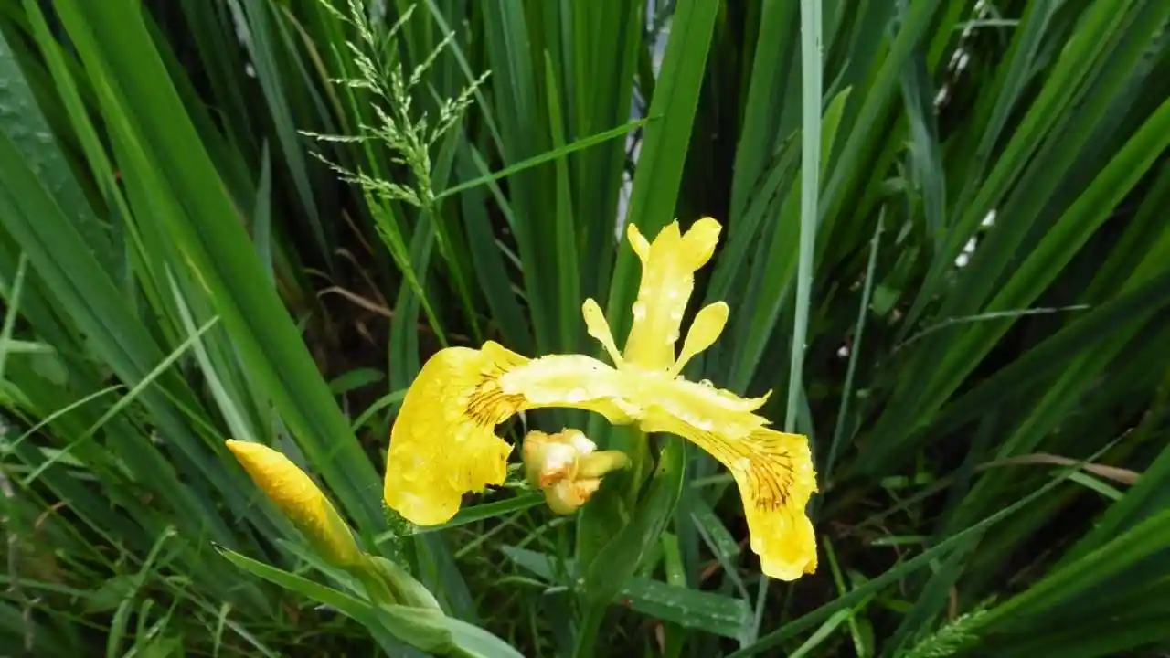 platanthera holochila