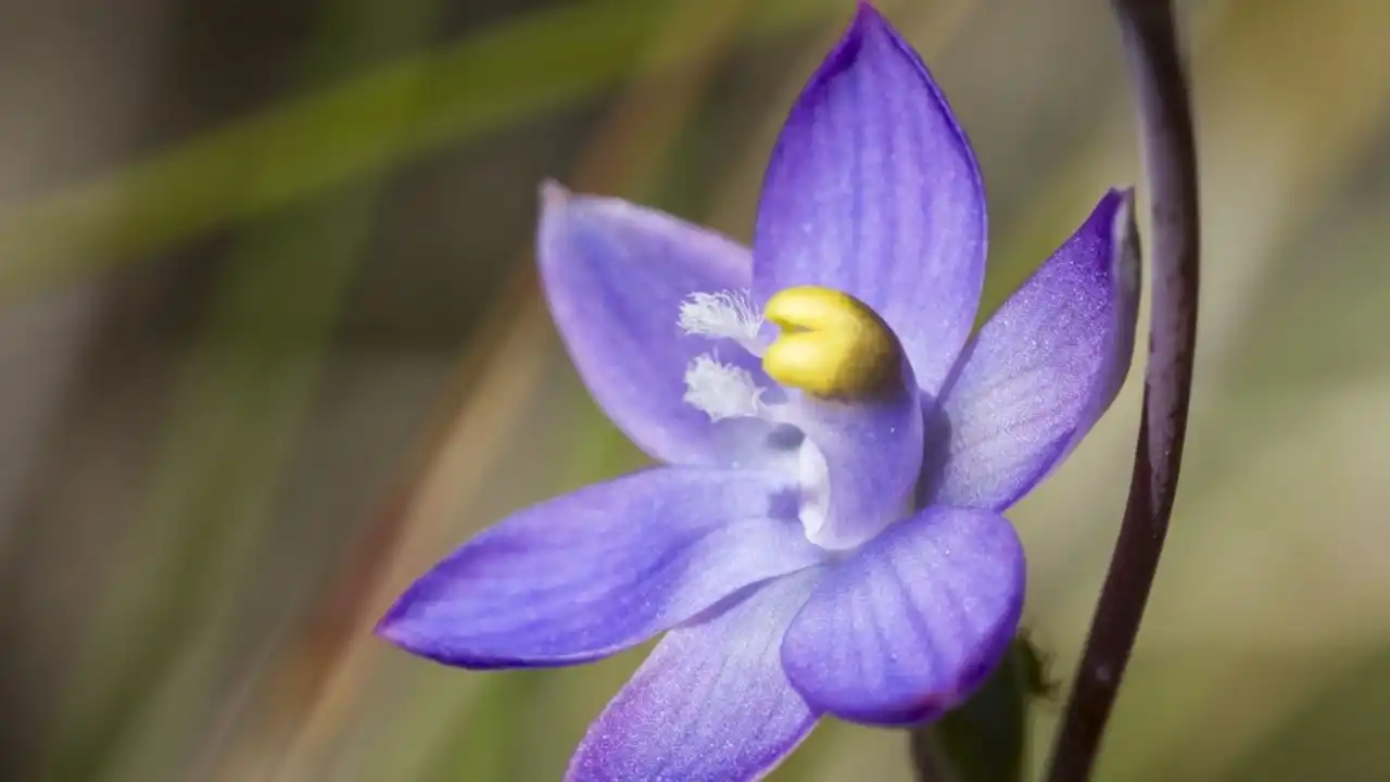 Thelymitra jonesii