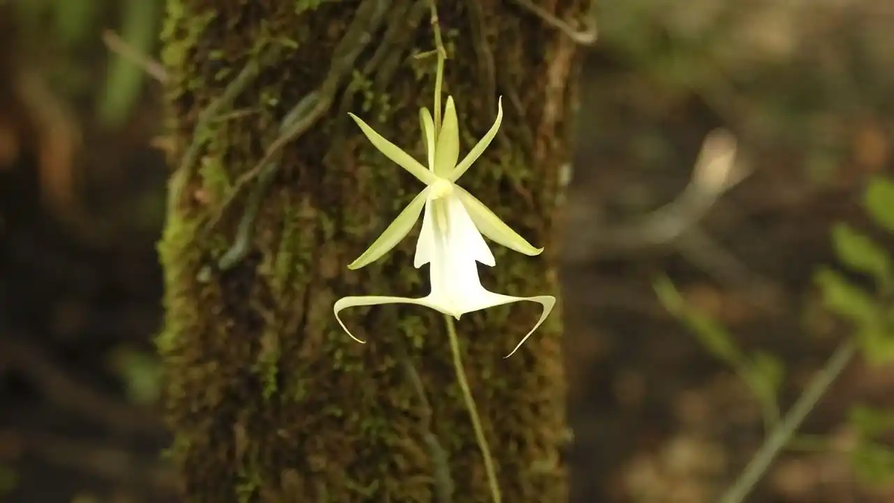Epipogium aphyllum anggrek langka