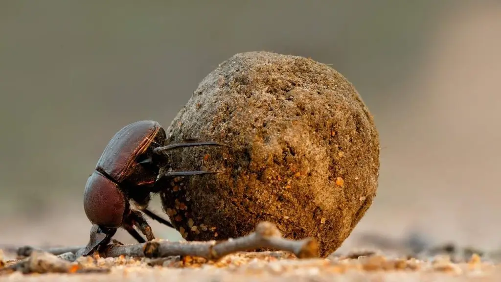 Larva kumbang tai (Dung Beetle)