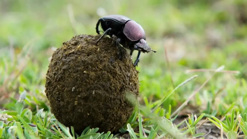 Kumbang tai mengumpulkan kotoran sebagai sumber makanan larva