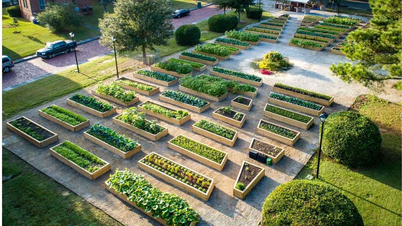 jenis urban farming di belakang rumah