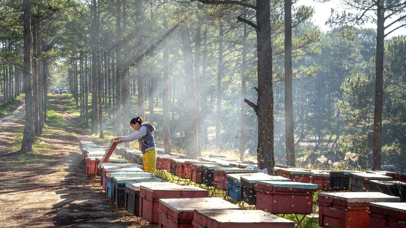 beekeeping urban farming
