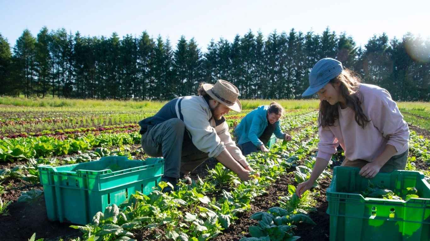 csa urban farming
