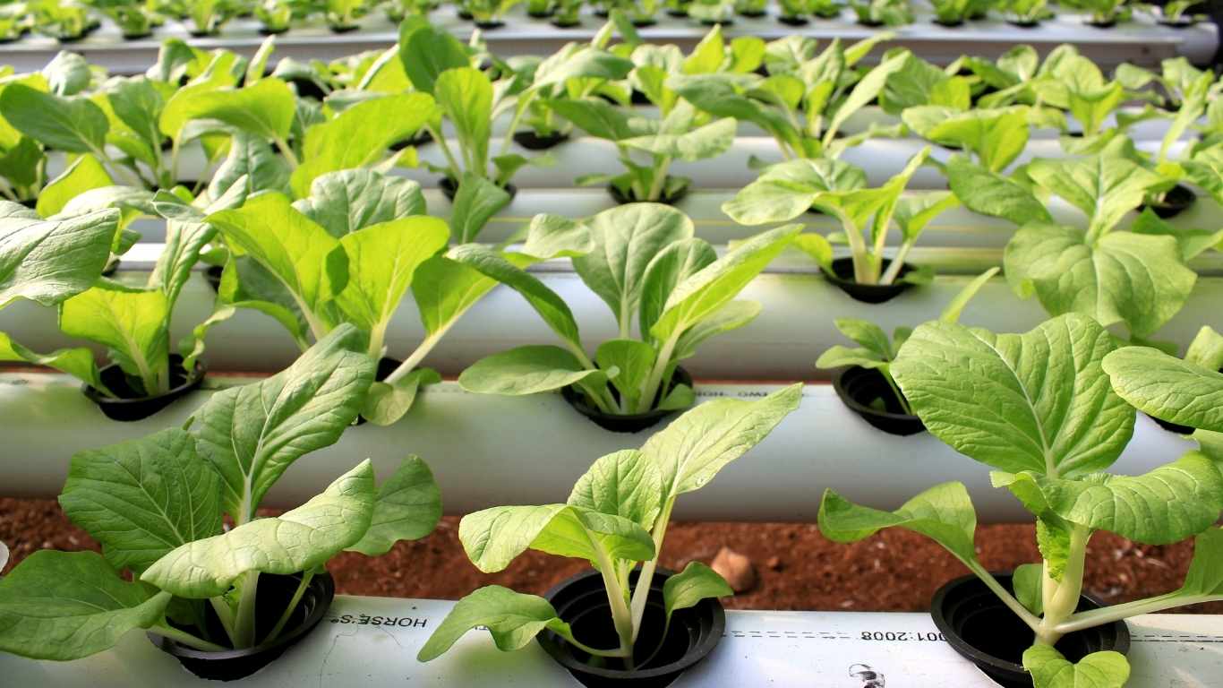 jenis urban farming hidroponik