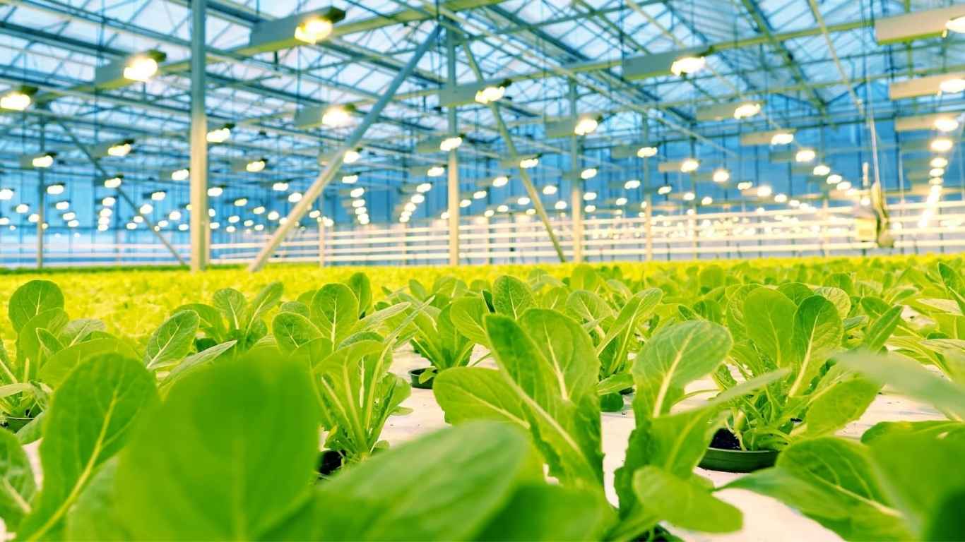 indoor urban farming