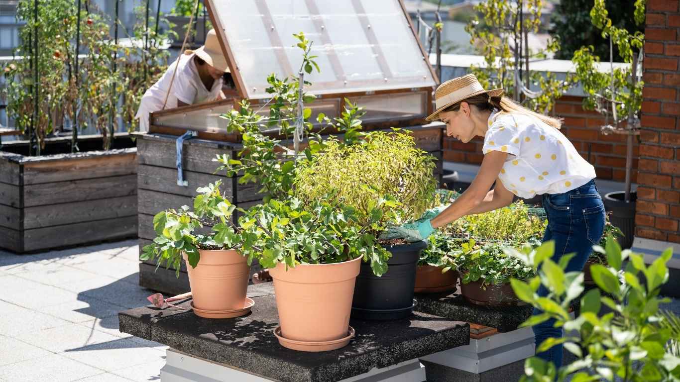 jenis urban farming rooftop