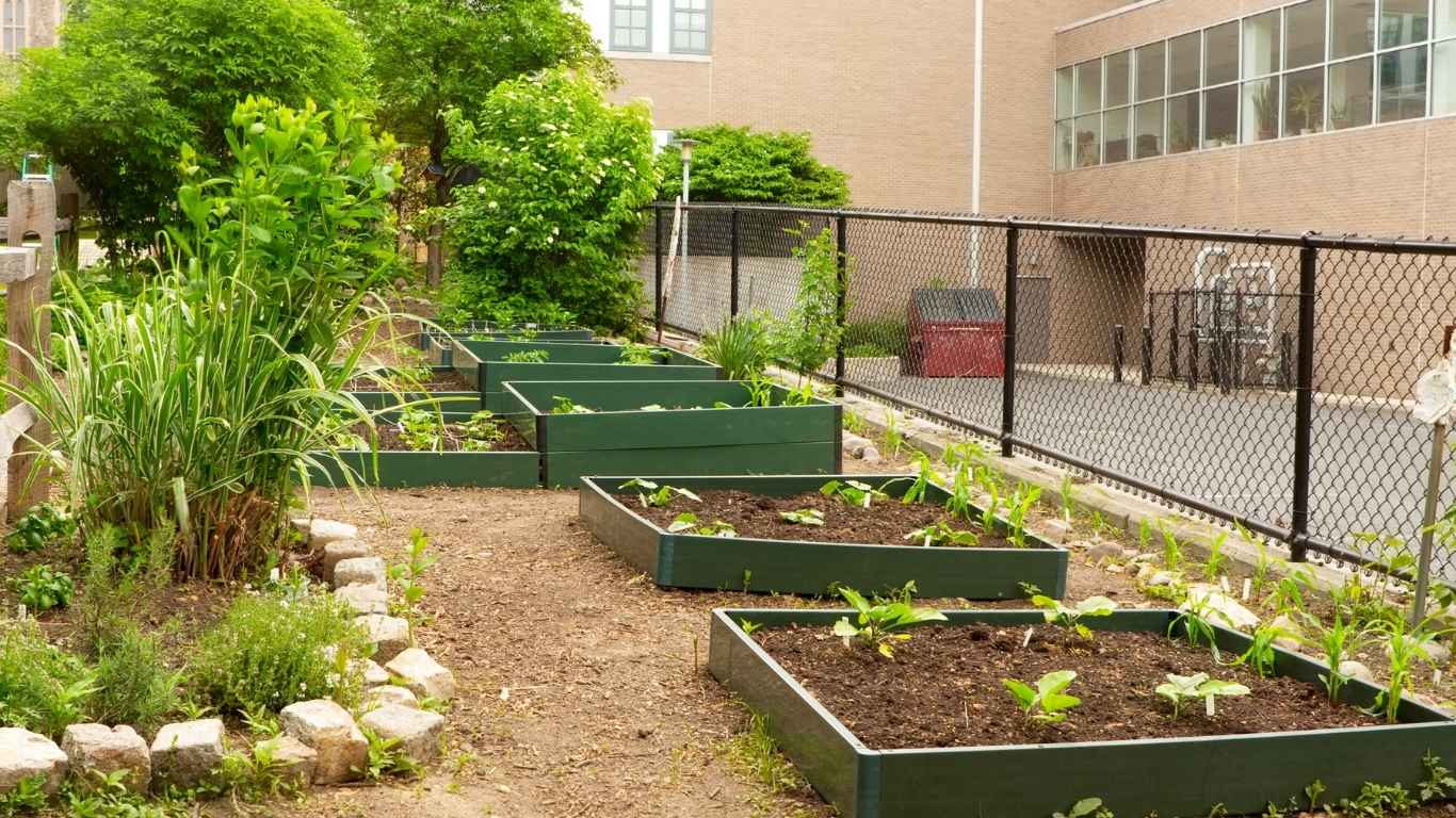 kebun sekolah urban farming