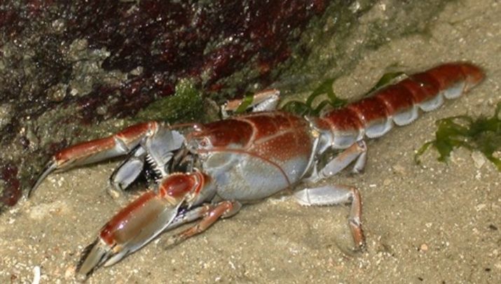 udang rama rama udang rama-rama untuk pakan alami lobster