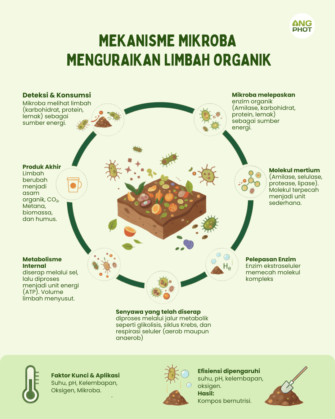 mekanisme mikroba menguraikan limbah organik