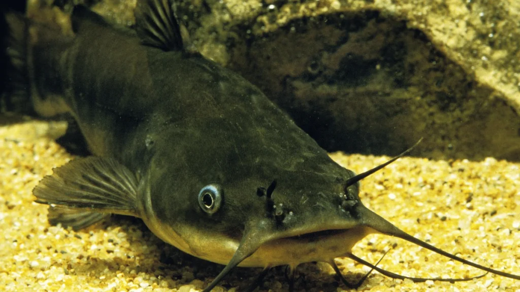 1000093370 1 ikan-lele