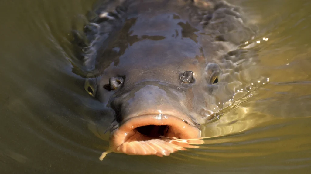 1000093371 ikan-lele