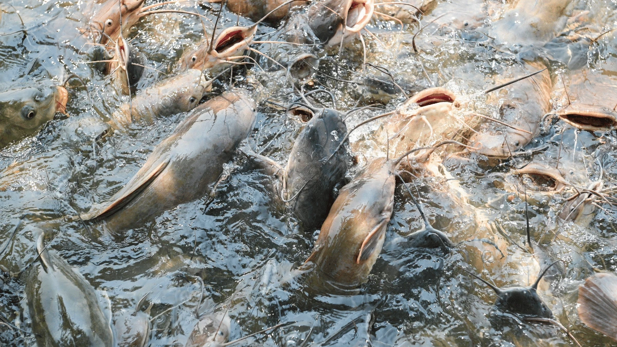 air yang bagus untuk bibit lele