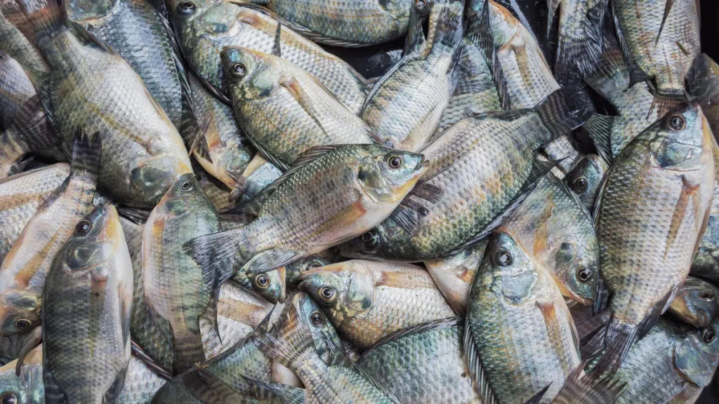 1000093447 ikan nila