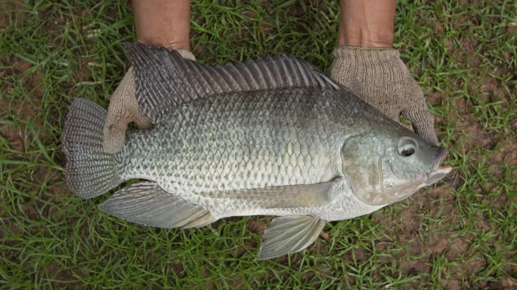 1000093448 ikan nila
