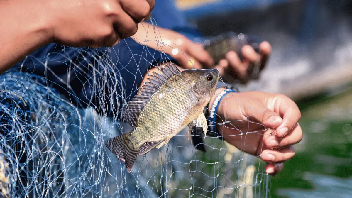 1000093450 1000093450