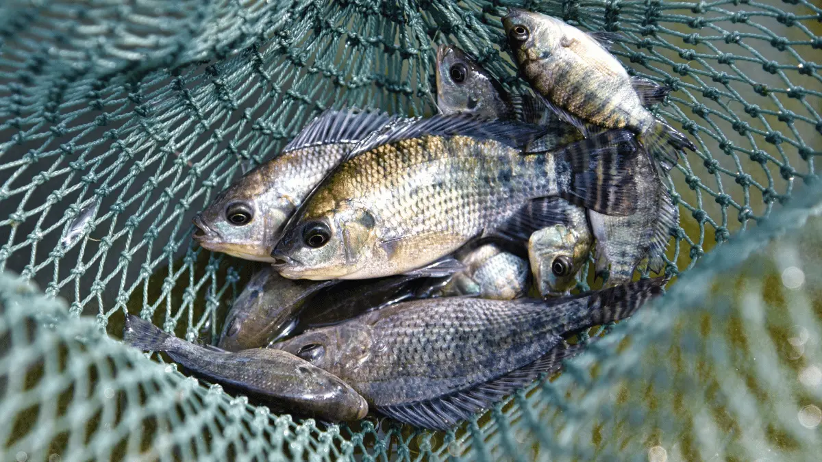 pakan ikan nila agar cepat besar