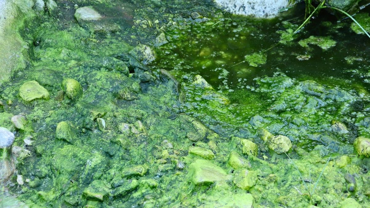 alga untuk pakan alami ikan hias