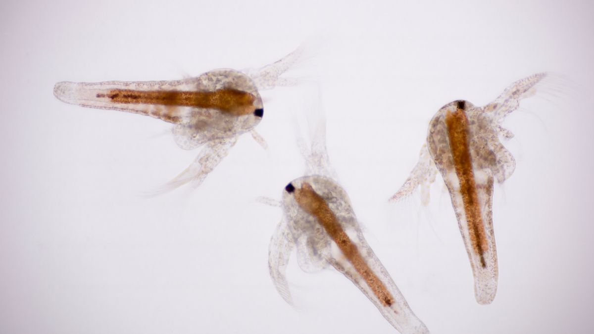 Artemia