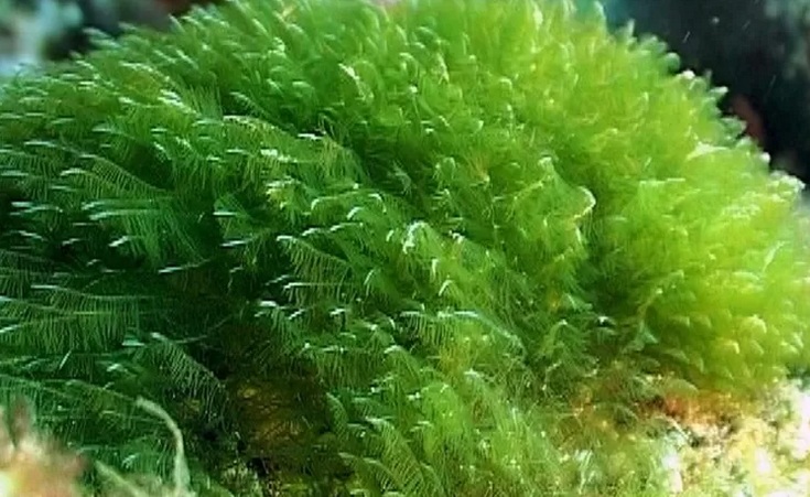 Ganggau Hijau Laut Spirulina 1 Pakan Alami dari Spirulina