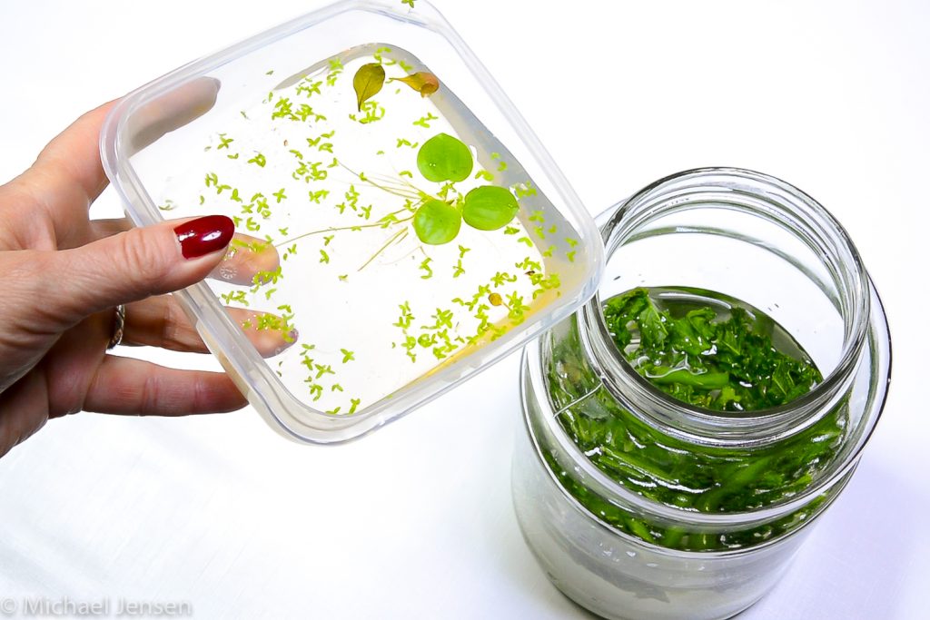 infusoria sebagai pakan awal benih cupang.