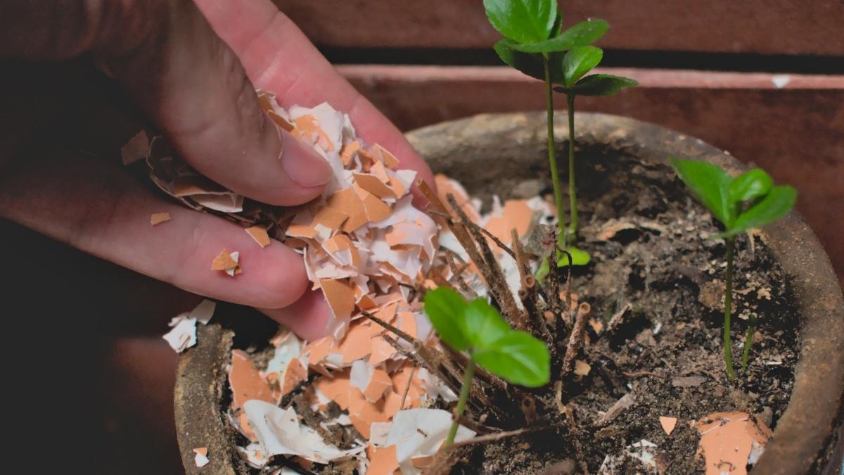 Kesalahan Umum dalam Penggunaan Cangkang Telur