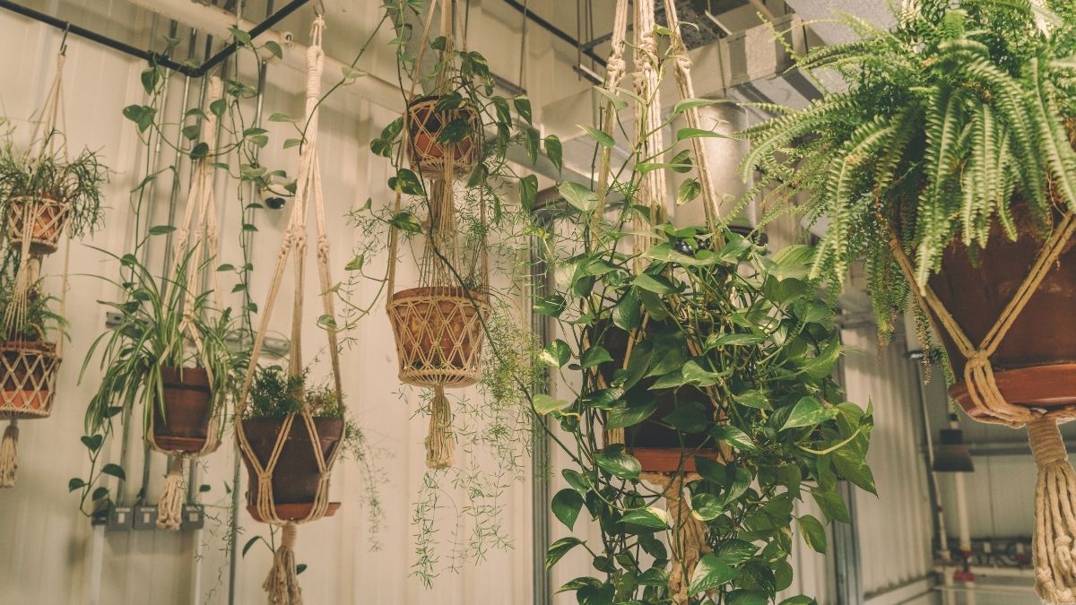 Taman Bunga Gantung Indoor Taman Bunga Gantung Indoor